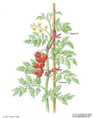 番茄怎么修剪视频教程,番茄结果后怎么修剪叶子