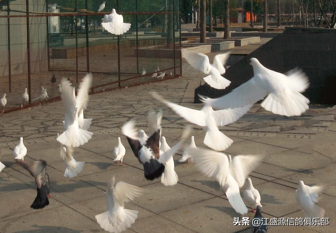 养鸽技巧大全,新手养鸽基础知识