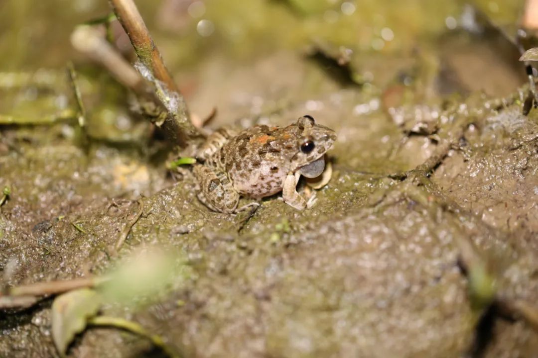 “宝藏”西溪地，多少蛙“定居”？