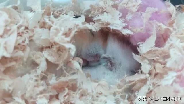 仓鼠怀孕太小,仓鼠怀孕了想逃出去