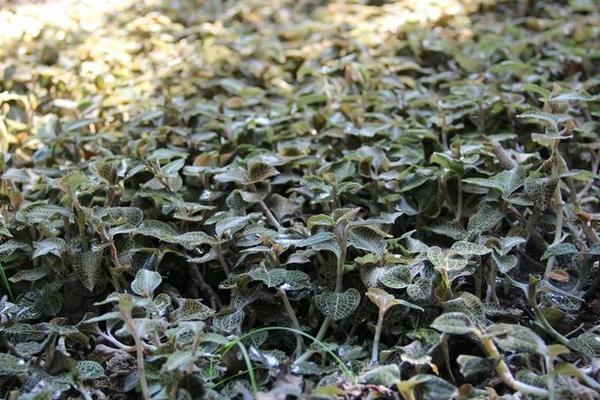 农村农业生意项目推荐,农业种植哪些项目好