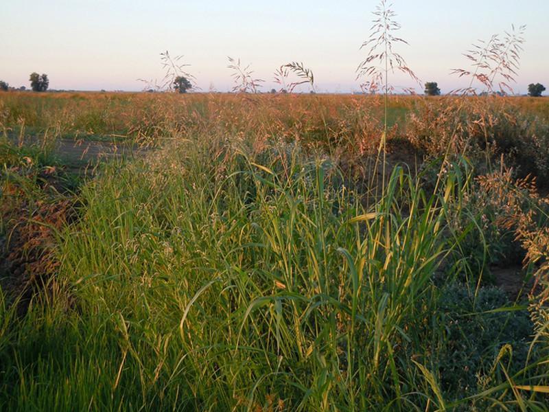 38种常见入侵植物花朵,38种疯狂的入侵植物