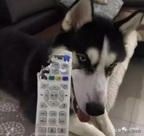 哈士奇太调皮被主人放狗咬,当哈士奇粘到了黏鼠板