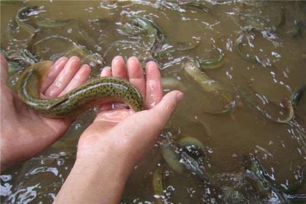 无土泥鳅养殖技术,常德无土泥鳅养殖
