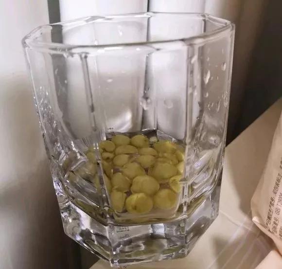 君子兰砍头憋出小芽子怎么养护,君子兰露头后怎么处理