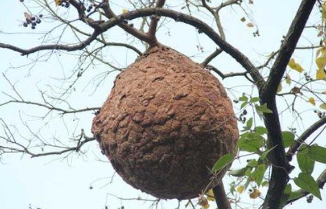 34岁湖南女子，为替丈夫还债辞去教师工作，独闯上海4年赚80万