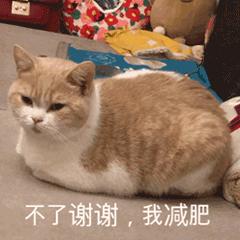猫咪眼里的世界到底是怎样的,猫咪眼中的世界是什么样子