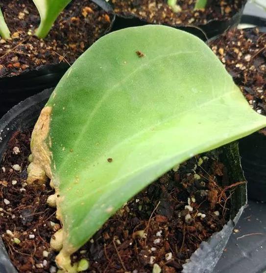 扦插花的养殖方法和技巧,养花扦插有妙招多肉