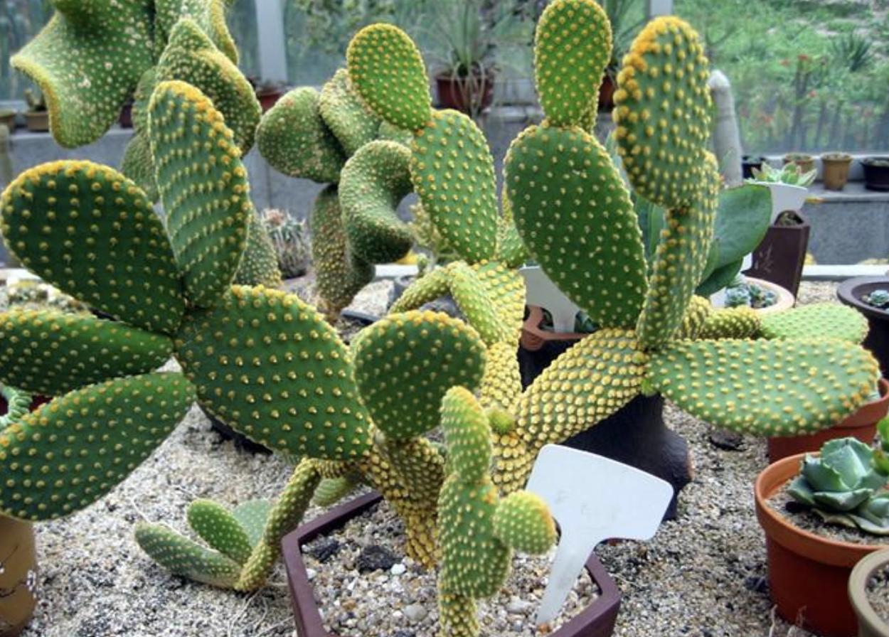 家里万万别傻傻养这3种花,家里养4种花高贵优雅一养就上瘾