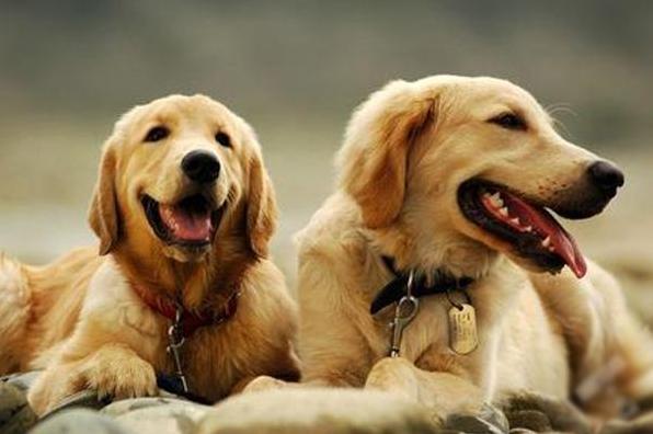 狗狗排行榜适合家养,狗狗最省心最好养的8种狗