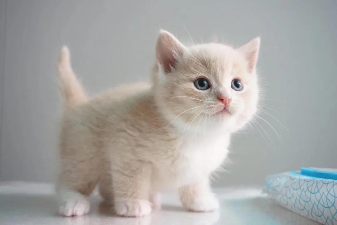 盘点养猫迷惑行为,养猫指南中的迷惑行为