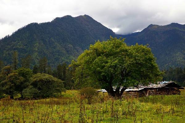 林芝属于藏南地区吗,西藏林芝为什么被称为西藏江南
