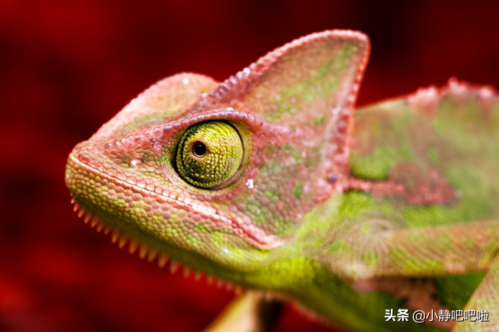 马达加斯加冷知识,马达加斯加的特点和路线