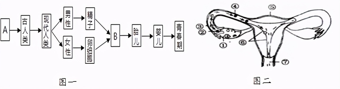 临沂罗庄七下生物期中试卷,临沂七下生物期中试卷