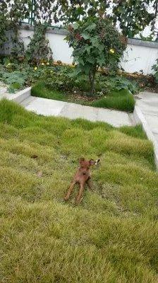 伸舌头的小鹿犬,爱洗澡的小鹿犬