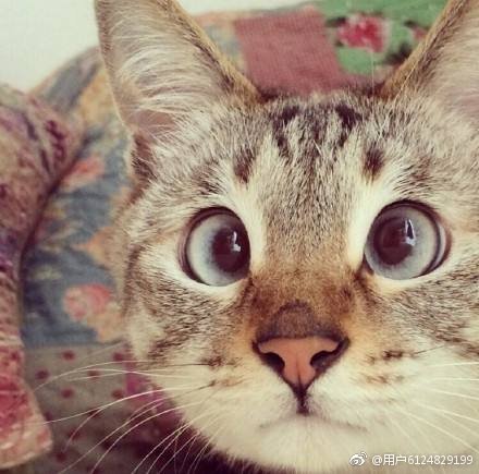 神奇的汉字（读音相同，含义相通82）