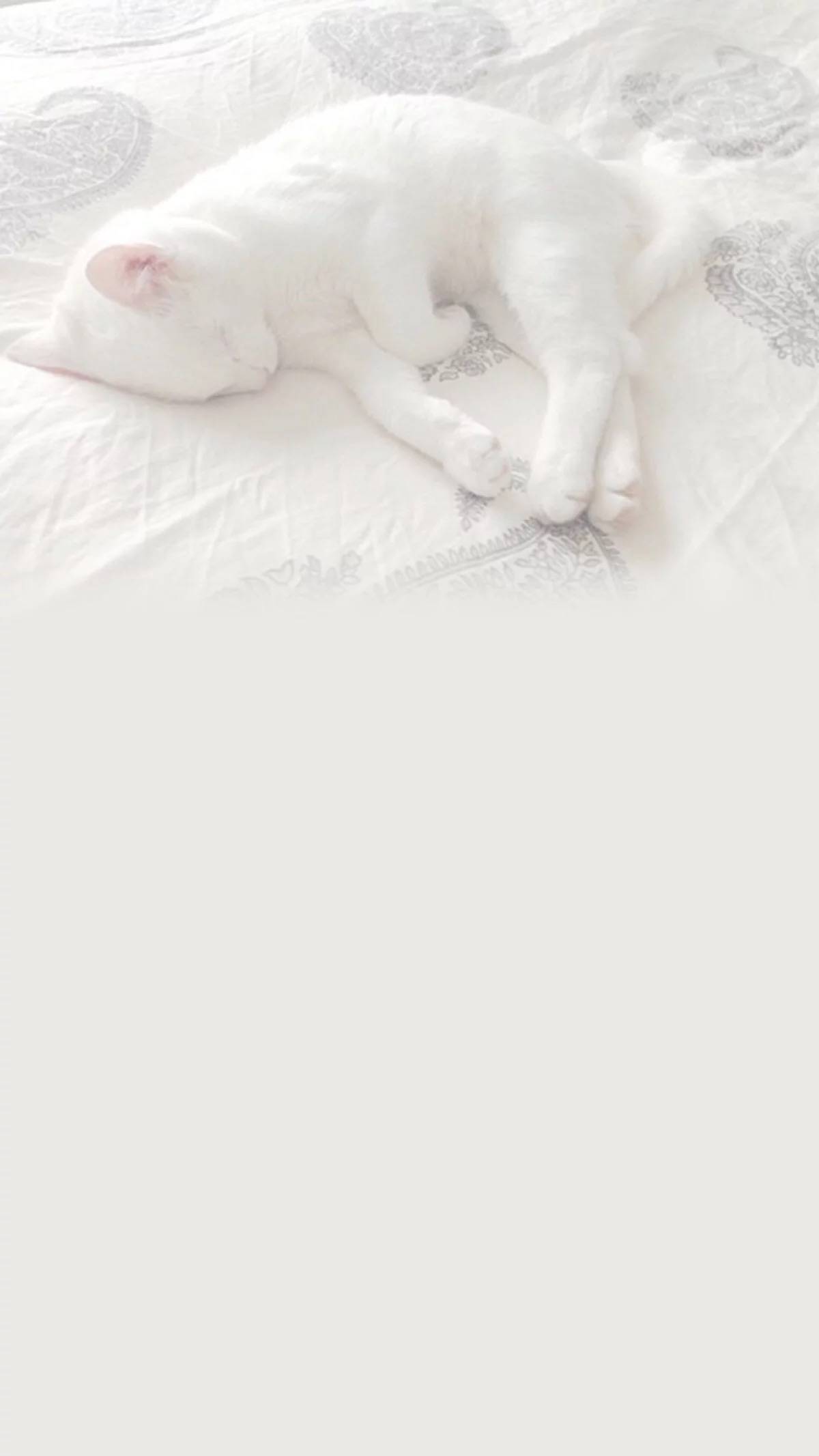 手机高清壁纸原图自取好运,原图壁纸经典手机壁纸分享