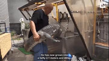 日本老人养鳄鱼当宠物,男子把鳄鱼当宠物养一天喂10斤肉