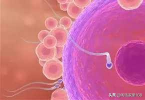 不成熟的精子会与卵子结合吗,不成熟的精子会和卵子结合吗