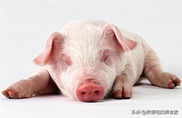 飞天猪为什么飞不起来,飞天猪价格今日行情