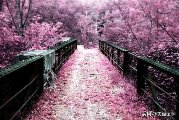 樱花盛开用英文怎么说,樱花烂漫用日语怎么说