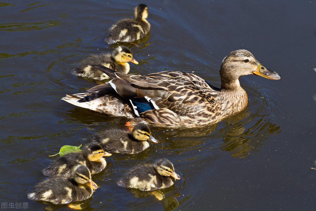 苇塘湖小野鸭哪里去了？老鼠蛇黄鼬雀鹰乌鸦黑鱼都是野鸭天敌
