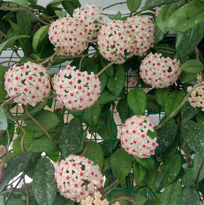 今年流行网红花,漂亮又好看的网红花