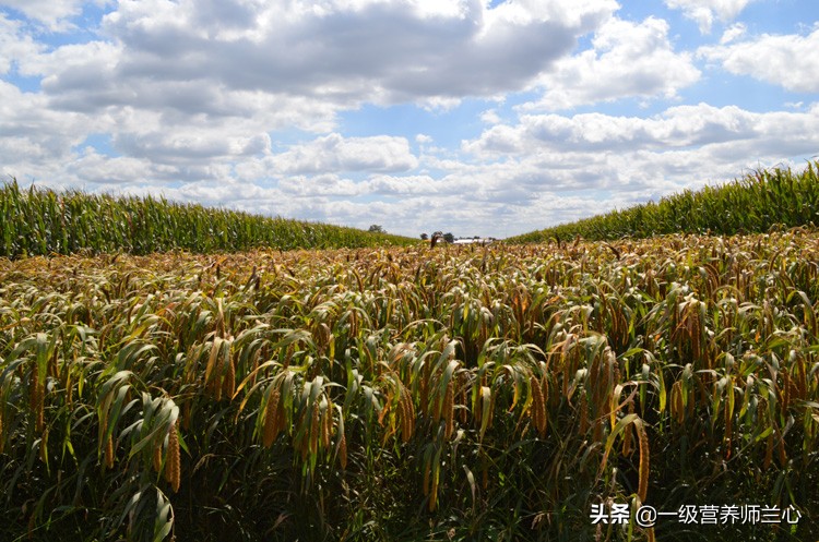 劳累了不想吃饭怎么办,劳累了一天回家没有可口的饭