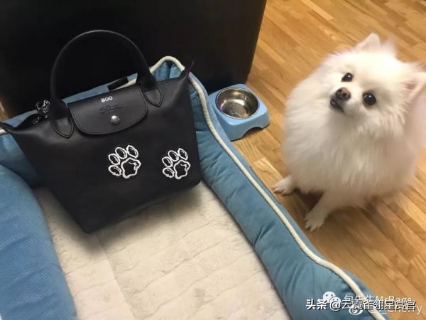 好看又大的宠物包,超好看的宠物包