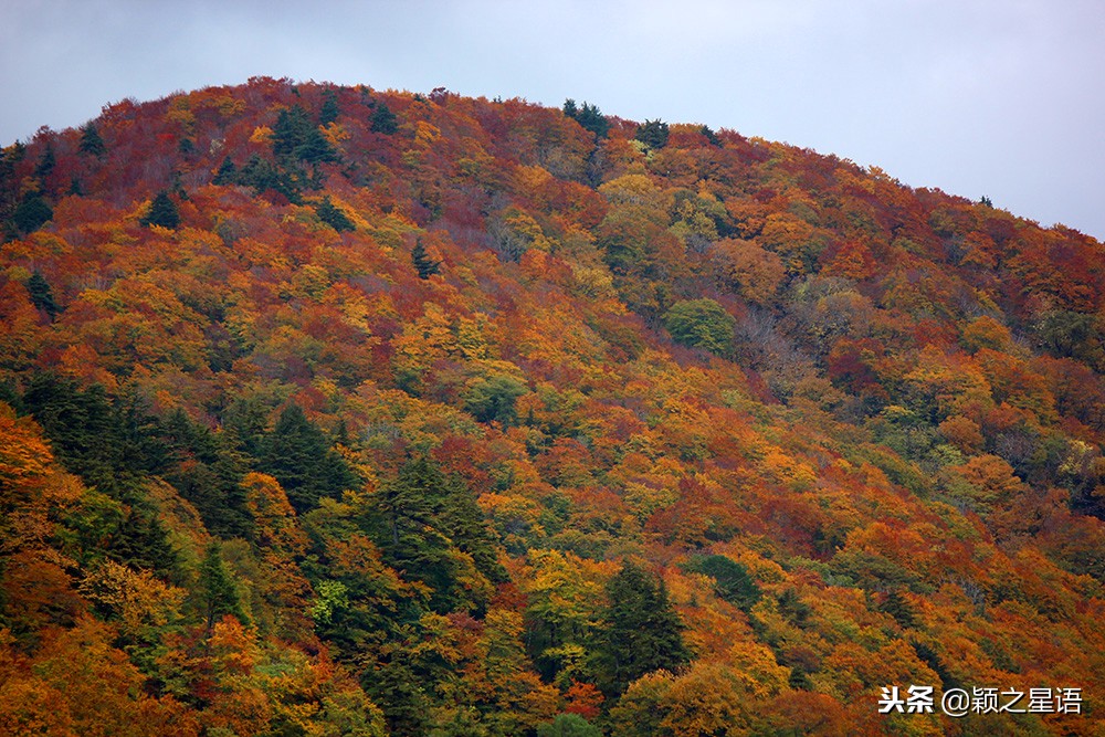 日本锅和德国锅哪个好,日本上万的锅