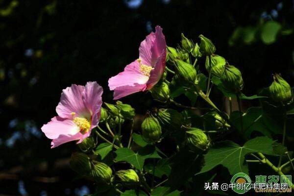 芙蓉花开花季节怎样养护,芙蓉花什么季节栽最好活