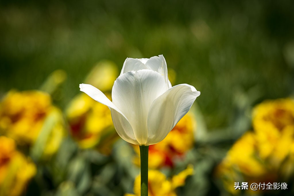 北京国际鲜花港有限公司,北京国际鲜花港一日游