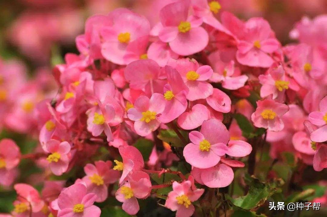 四季海棠开花后怎么处理谢的花,四季海棠每年什么时候发芽开花