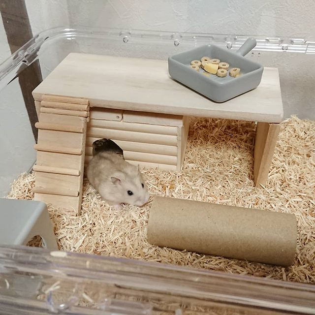 仓鼠怎么防止撕咬笼子窝,仓鼠爱咬其他鼠怎么办