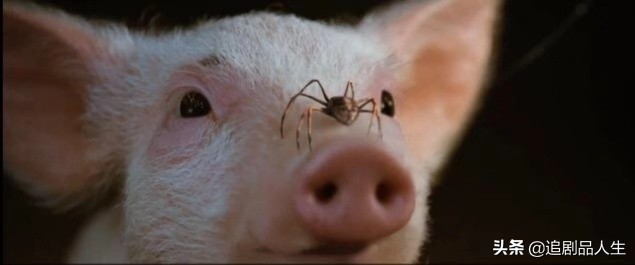 夏洛特的网教育意义,夏洛特的网的读书心得