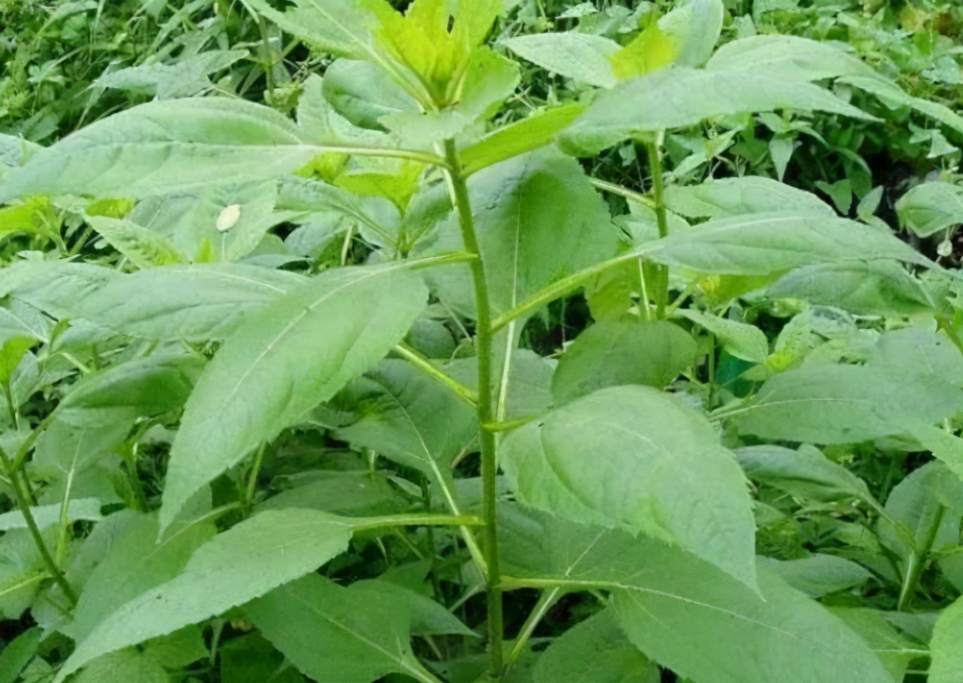 洋姜直接用盐腌制吗,洋姜腌制不脆发软是坏了吗