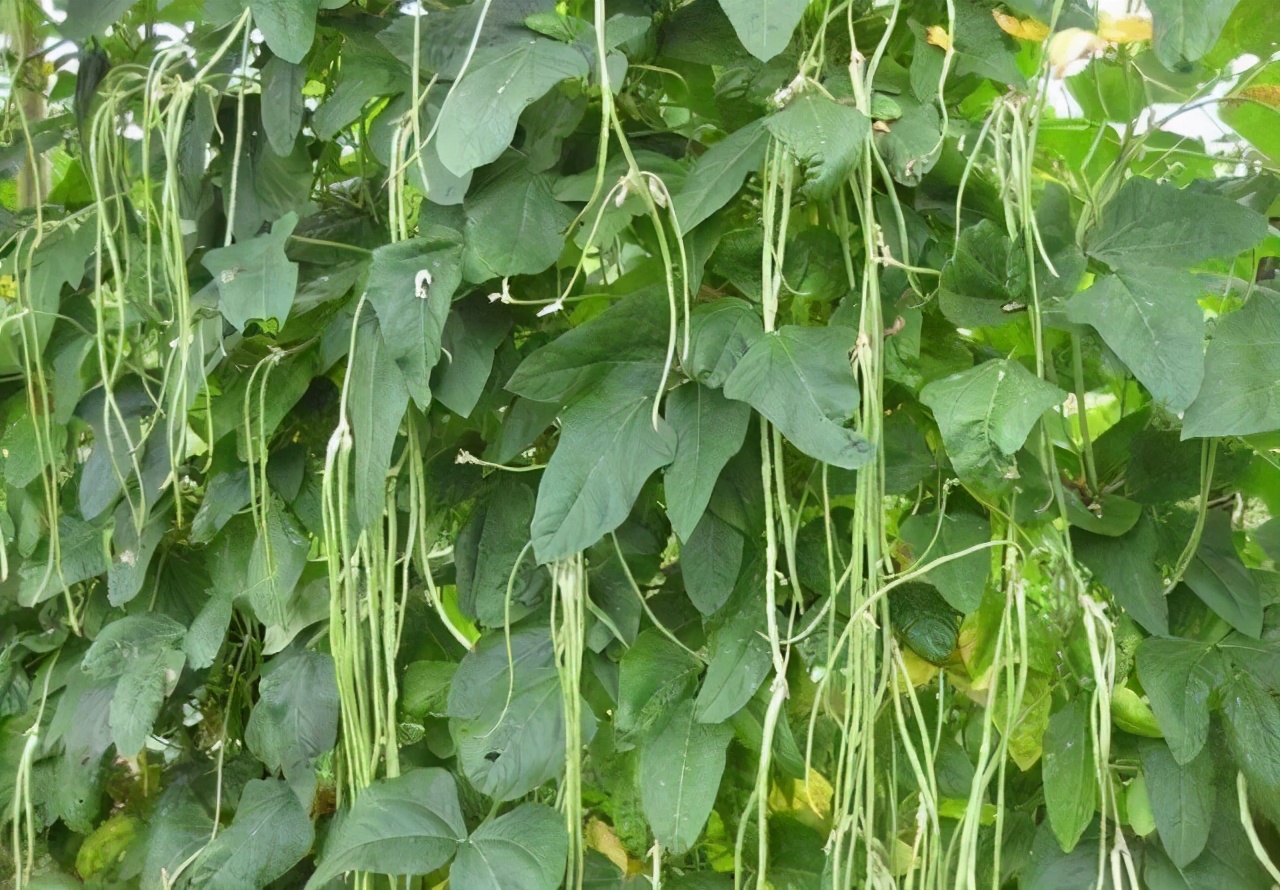 百变的豇豆鲜香还是醇香不变的是美味