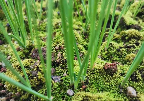 下巴长闭合性粉刺怎么去除,闭合性粉刺治疗最快的方法