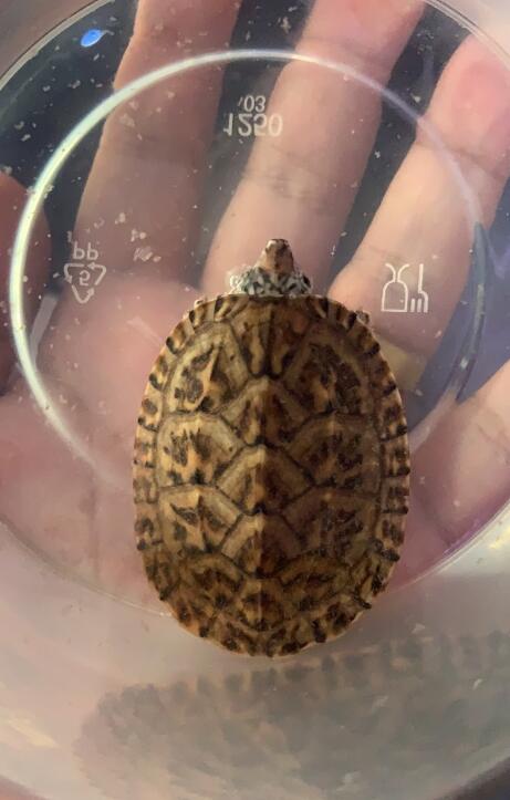 养龟养多少算多,养龟几年算老手