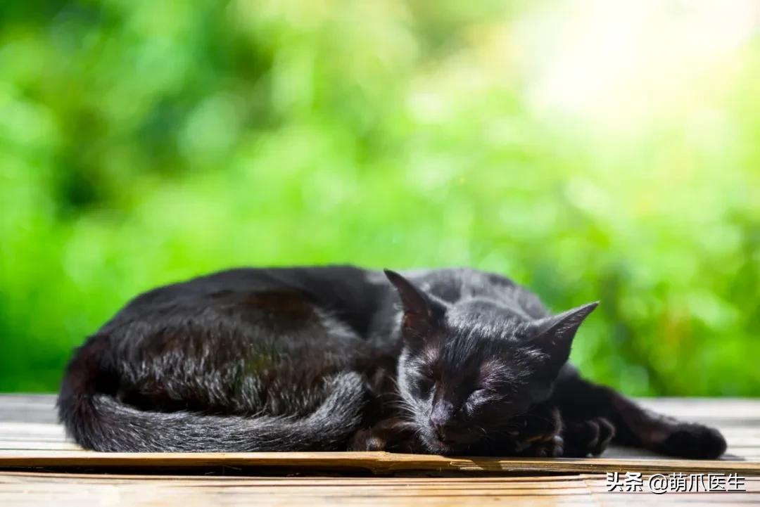 猫睡相太丑,因为猫样子丑所以被遗弃