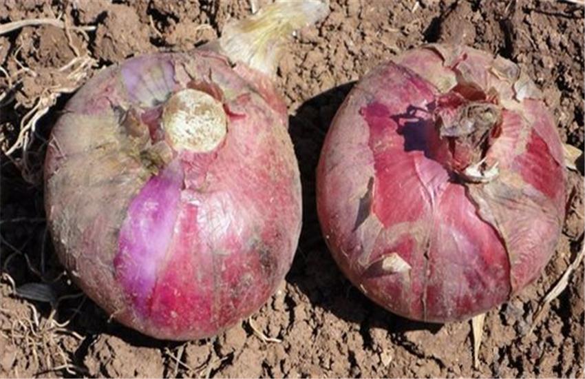 紫圆葱怎样种植,圆葱的种植步骤和方法