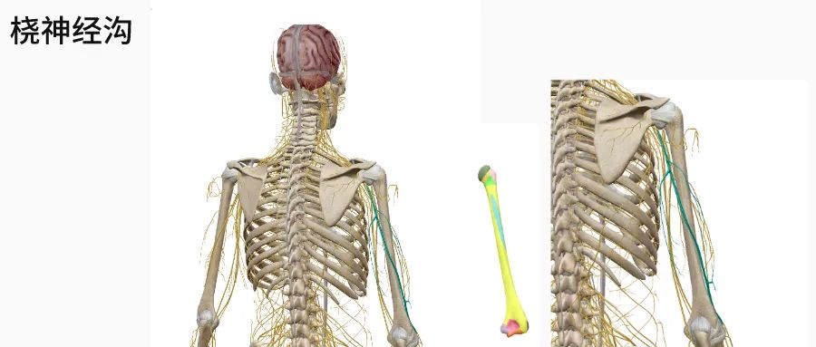 肱骨关节解剖图,肱骨肩胛骨关节图解