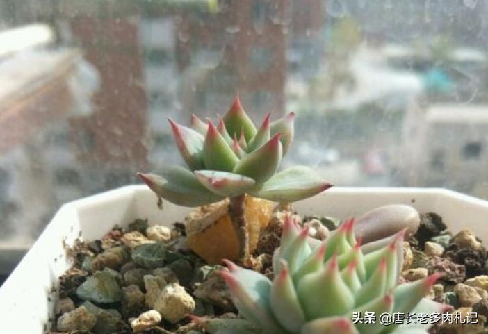 多肉养的不粗壮怎么办,多肉植物光照不足怎么养