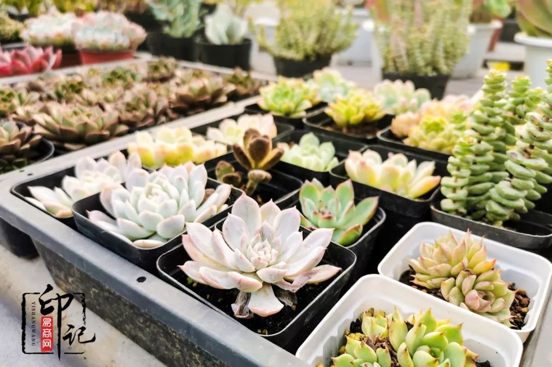 商丘道北花鸟批发市场,商丘花鸟宠物市场