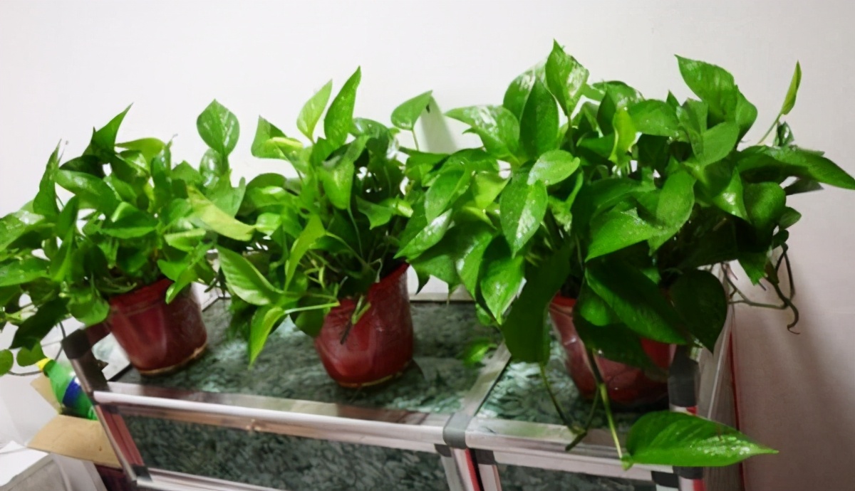 简单实用低成本自制养花肥料,用废物种菜种花