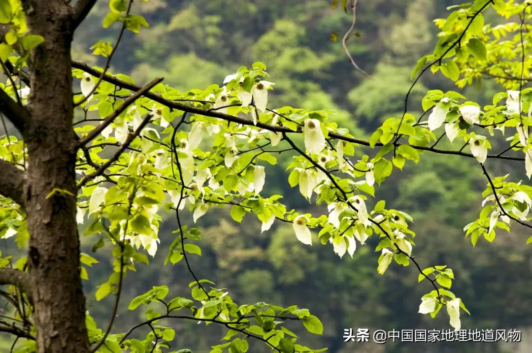 中国五大国家公园,中国十大私藏国家公园