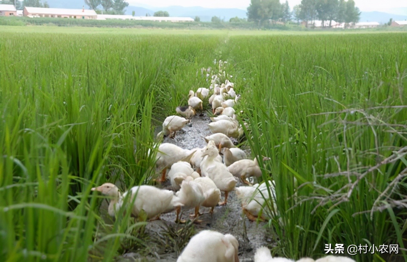 在农村创业养殖做什么生意能赚钱,返乡养殖小本创业什么项目好