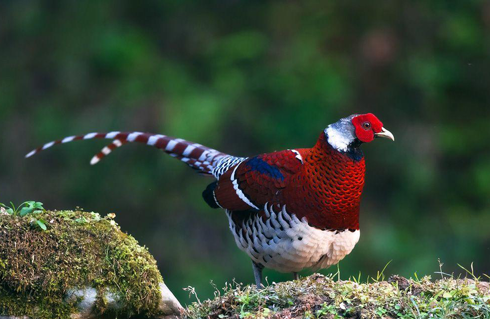 东江揽胜,惠州淡水常见鸟类图谱