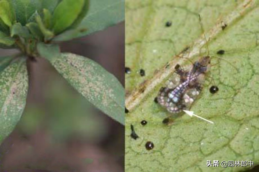 杜鹃叶面出现黑色绒毛,杜鹃常见的病害以及症状