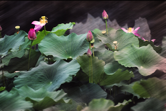 带有风的成语学生回答,关于风的成语大全四个字一年级